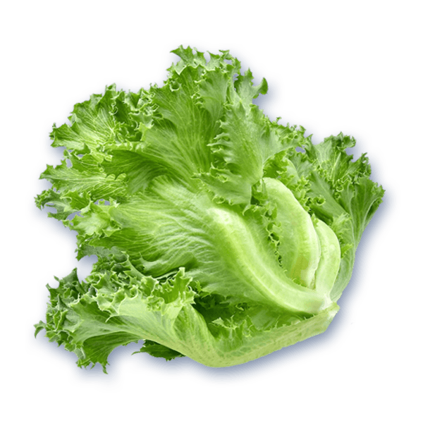 Green Cruncy Lettuce
