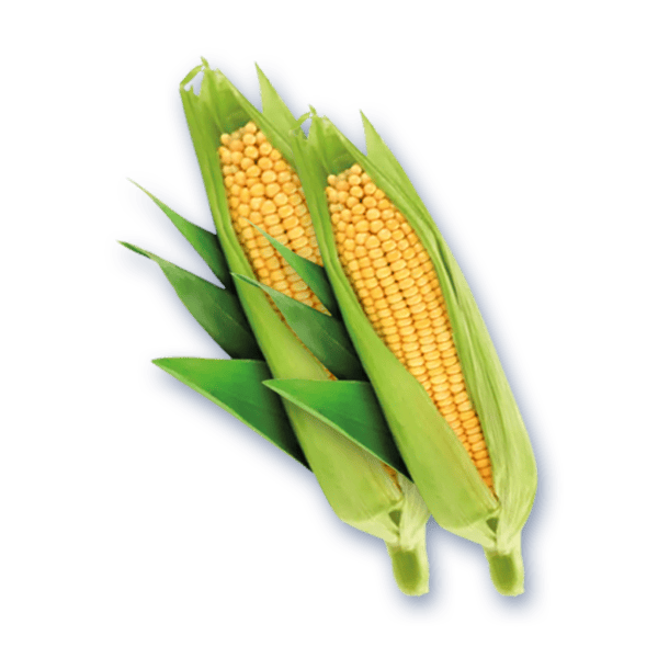 Organic Corn