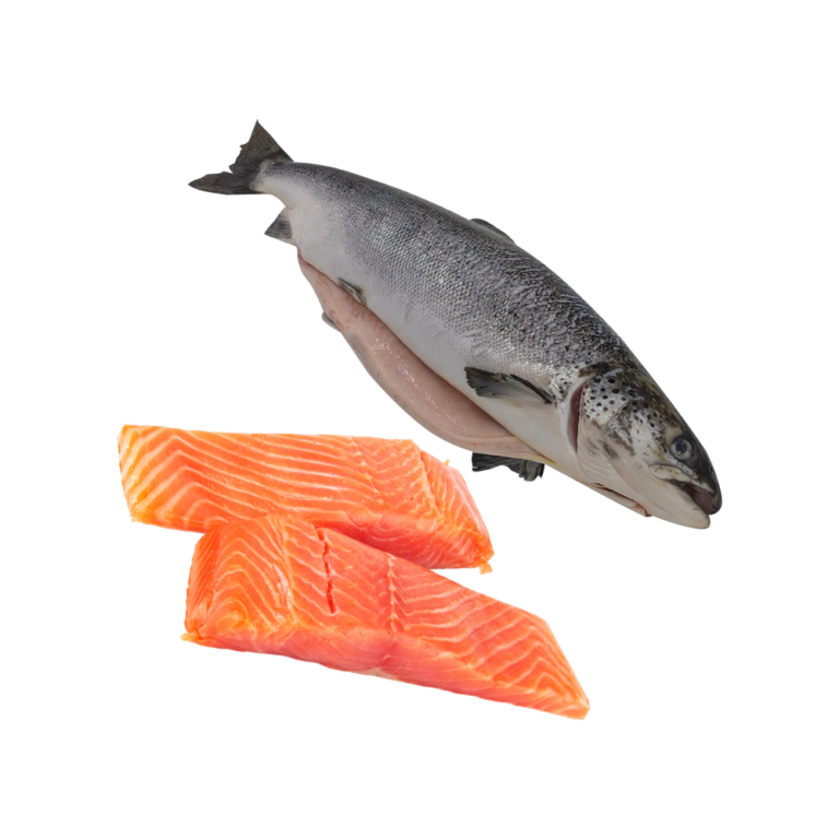 Salmon Fish